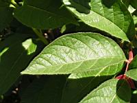 Lonicera ledebourii (fam Caprifoliacees) (Californie) (3) (Photo F. Mrugala)